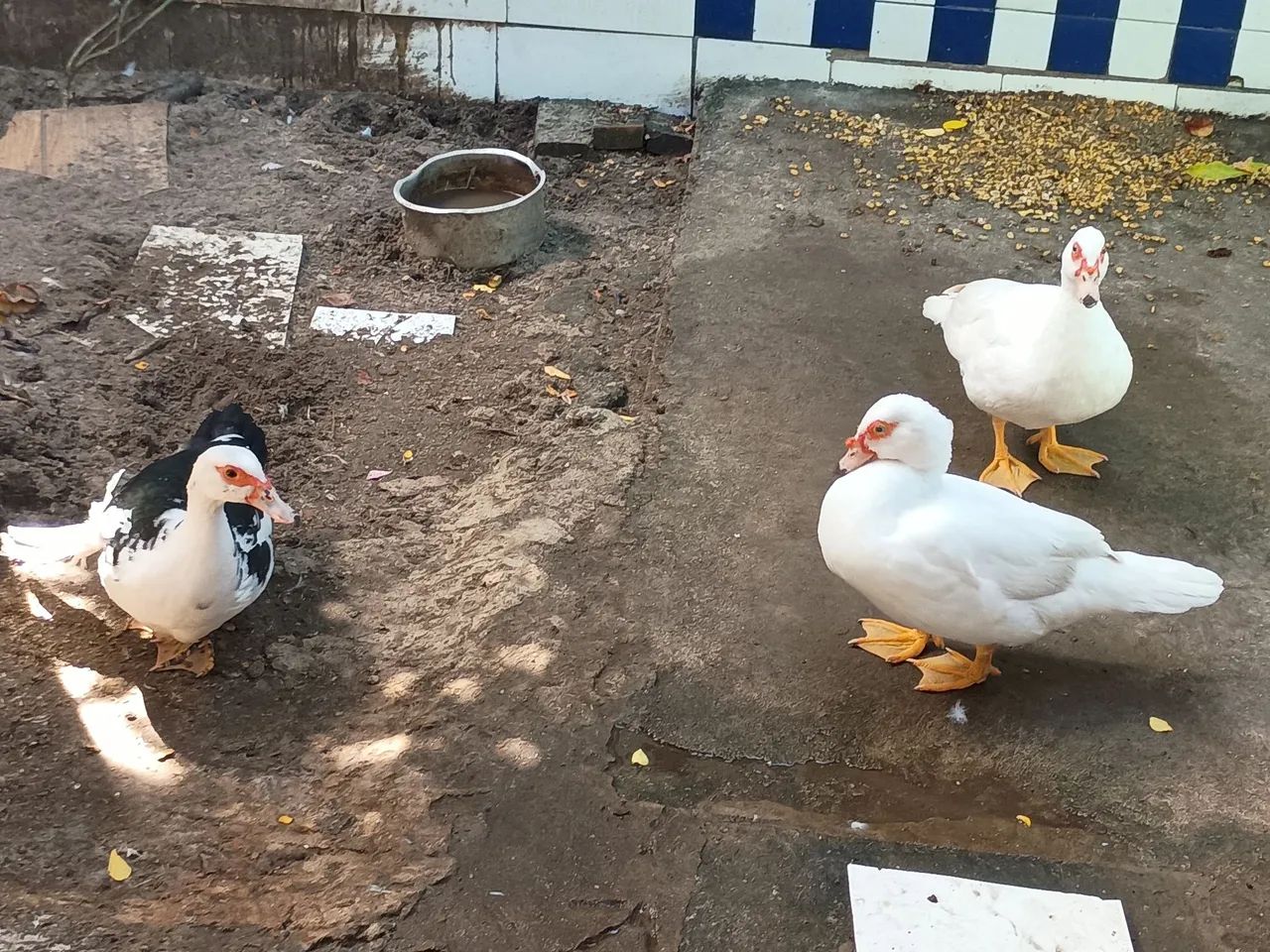 Pato