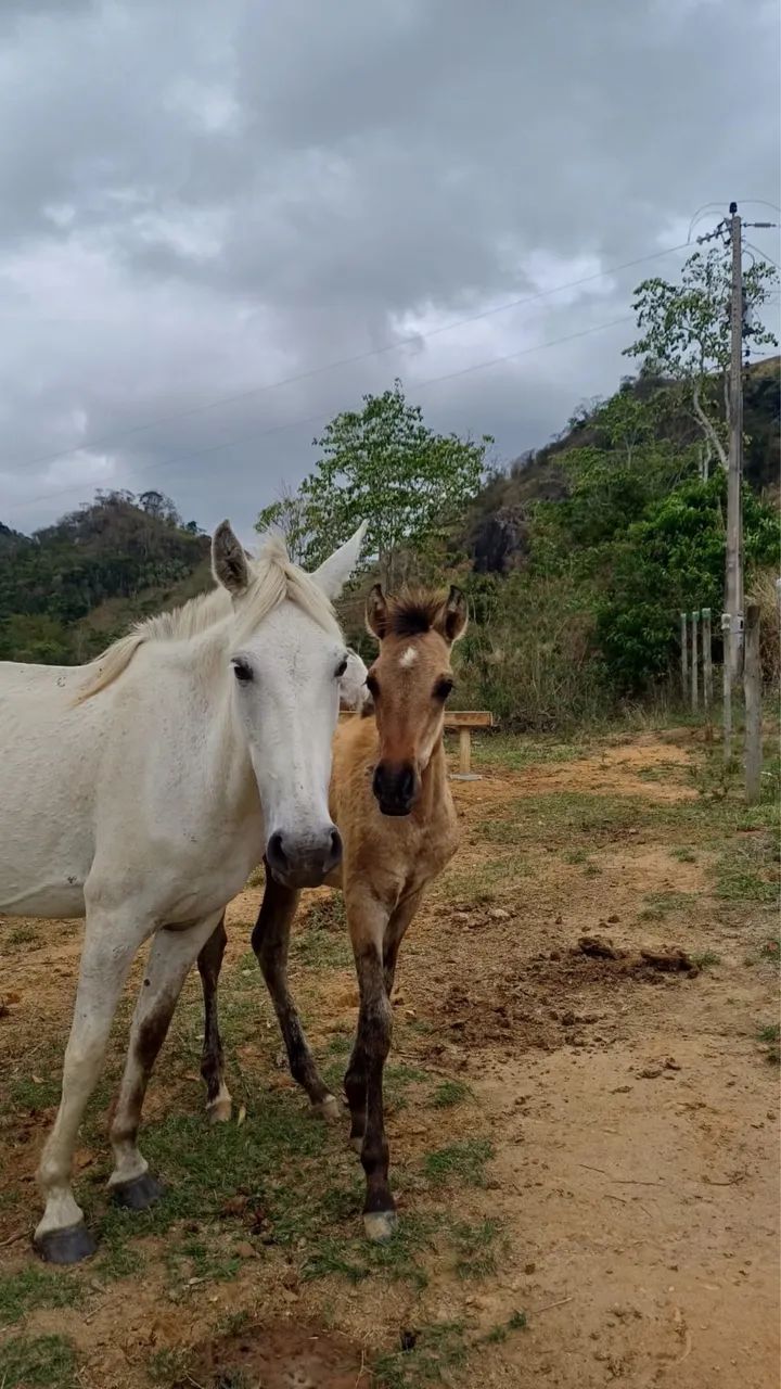 Égua Mangalarga Mansa + Potro 1 Ano.