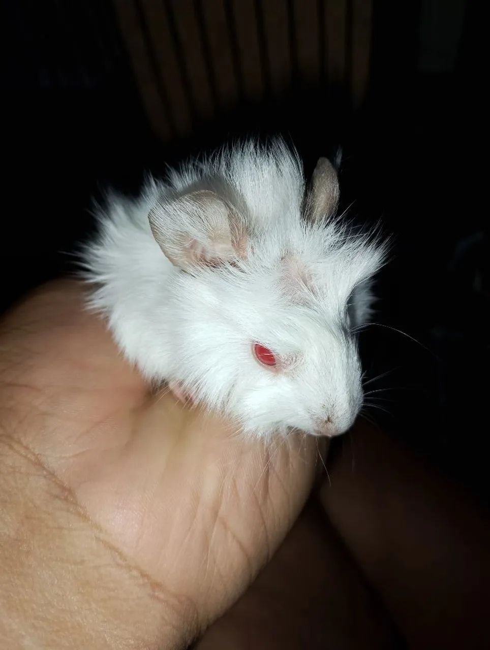 Filhotes de porquinho da índia abissinio 