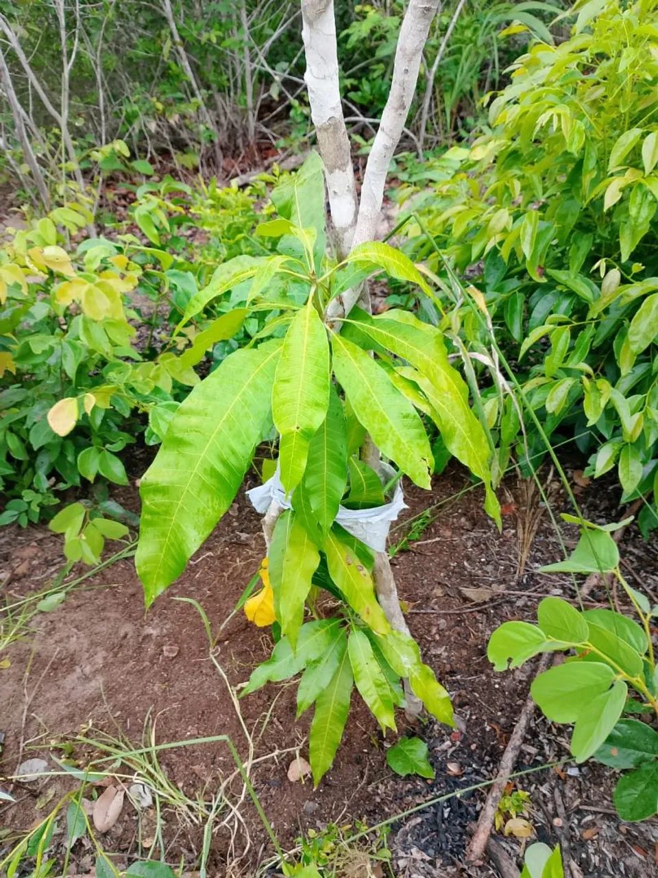 Chácara no lango  - Foto 5