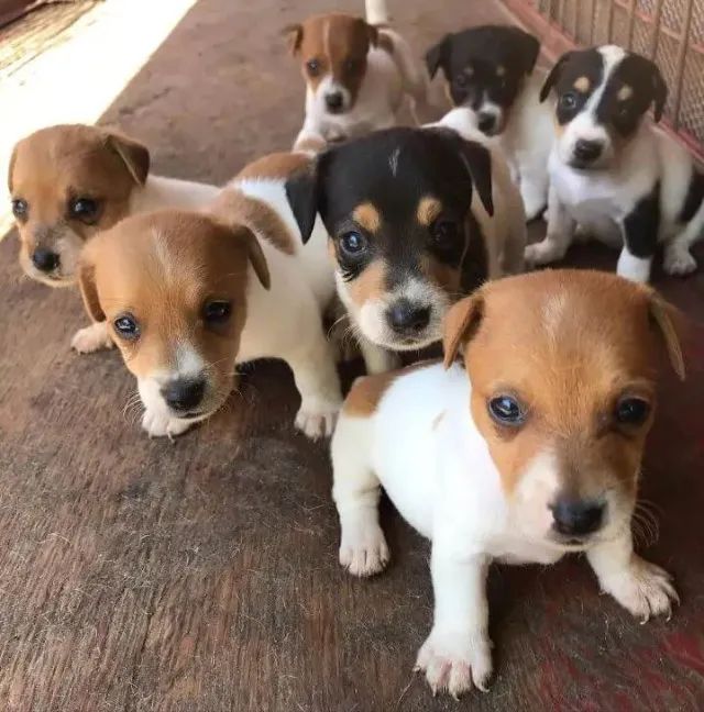 pequenos e otimospara a criançada 
