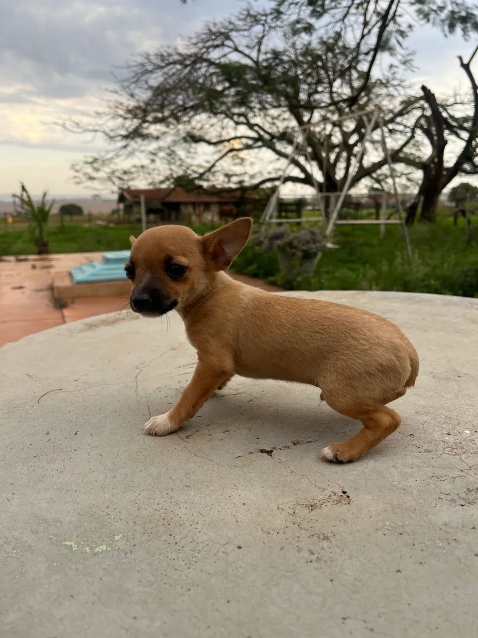 PINSCHER ZERO  - Foto 4