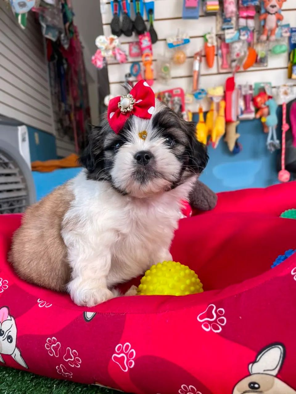 Lhasa apso