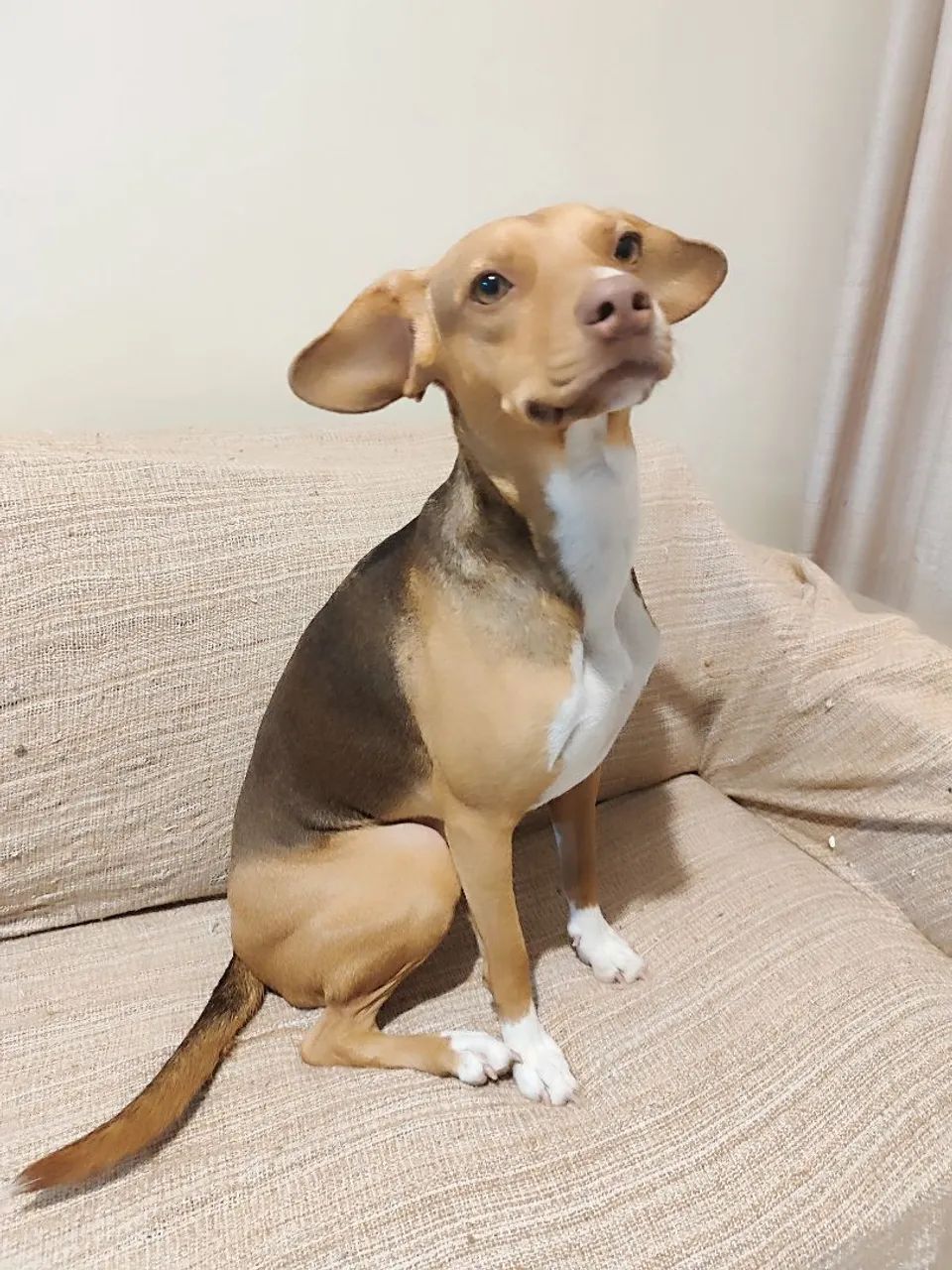Doação cachorra castrada