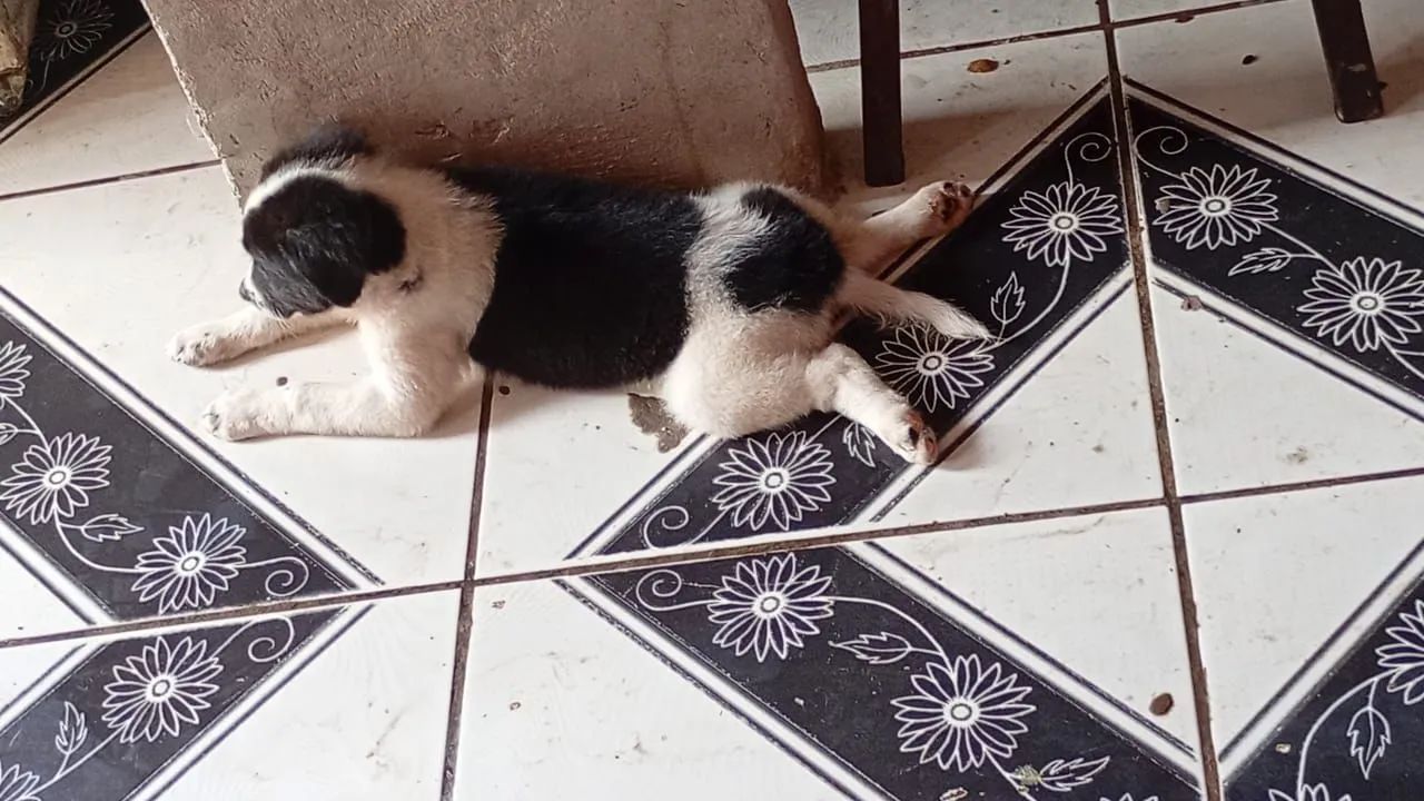 Doação responsável, - Foto 4