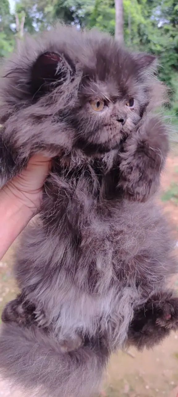 Filhote de persa a pronta entrega  - Foto 4