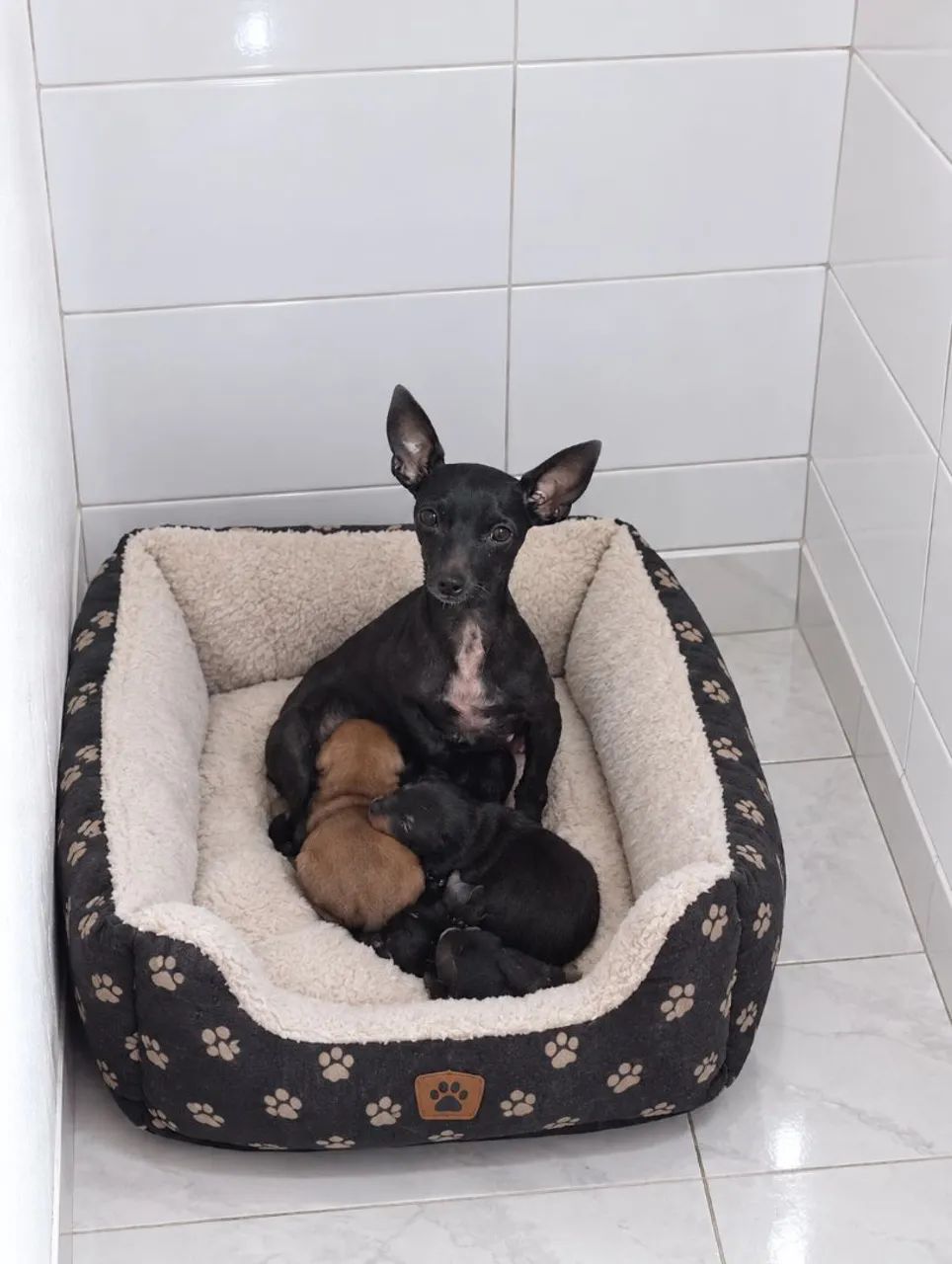 Filhote pinscher macho N1 disponível 
