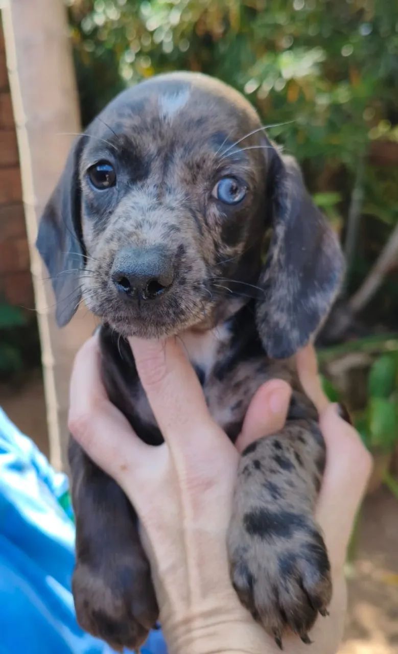  Dachshund  - Foto 3