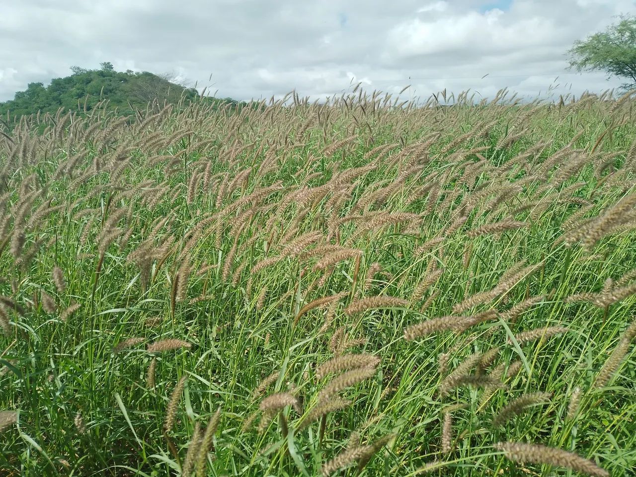 Alugar pasto pra gado - Foto 2