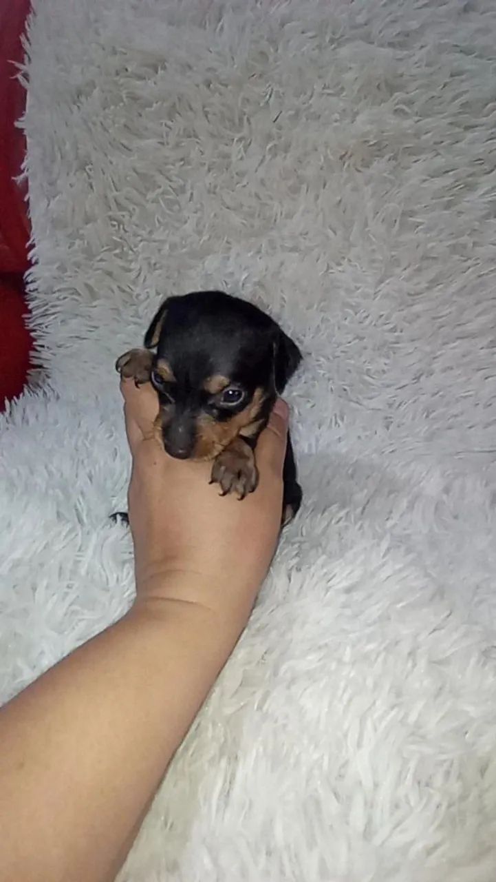 Pinscher zerinho macho ( perfeitinho) - Foto 4