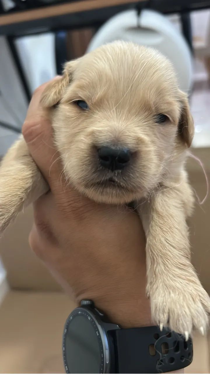 Golden  - Foto 3