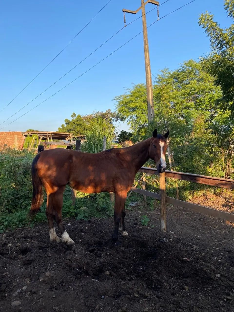 Cavalo.  13.000$