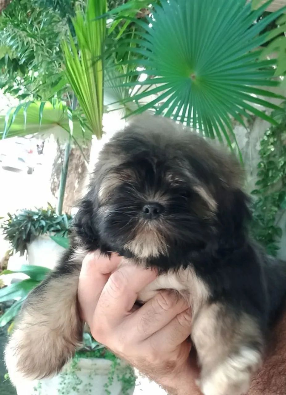 Cachorro  - Foto 5