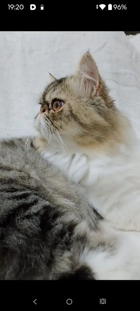 Gatos persa - Foto 4