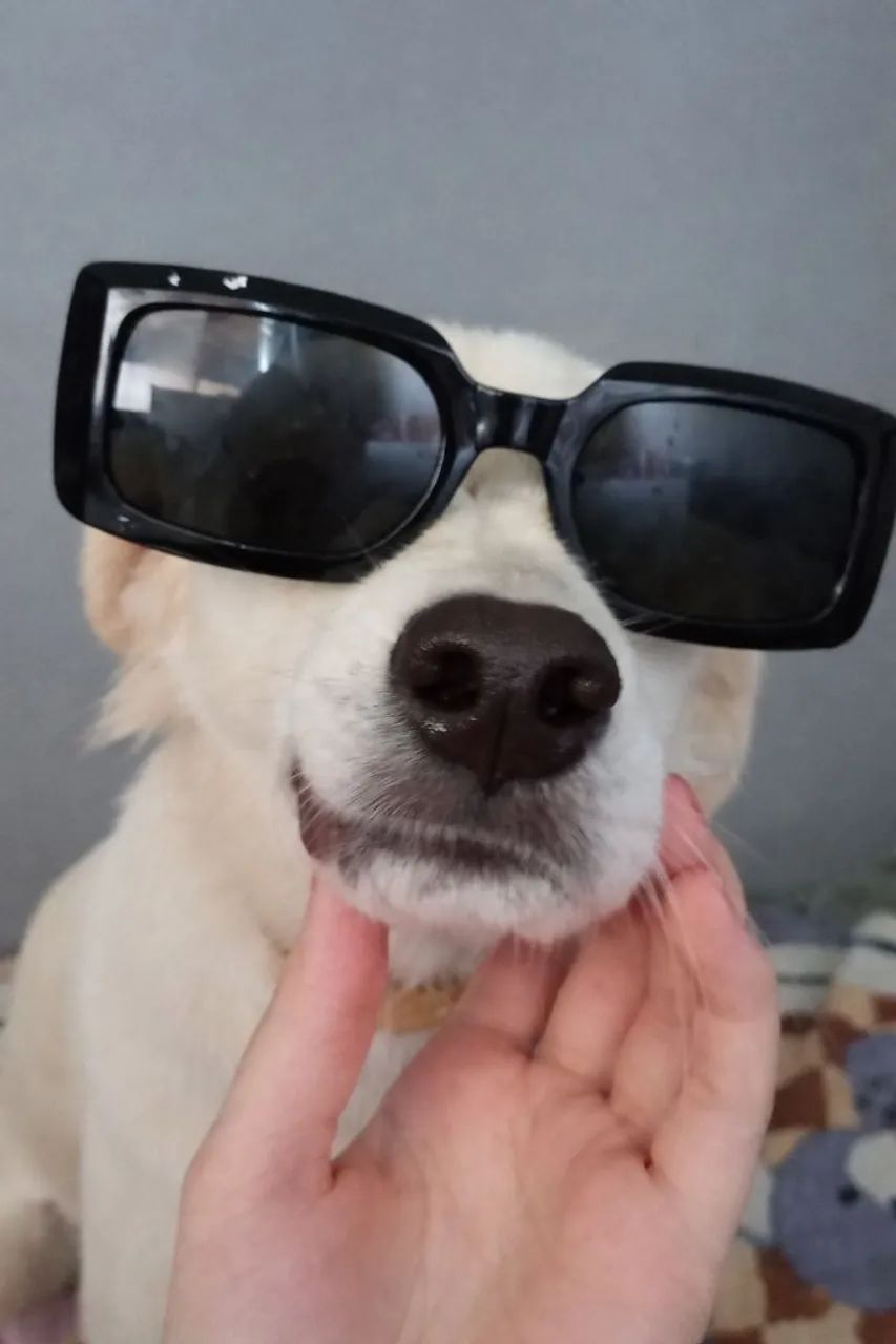 Adoção responsável 