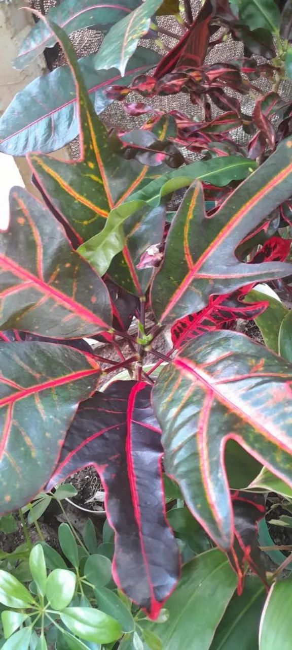 Vendo Plantas  - Foto 3