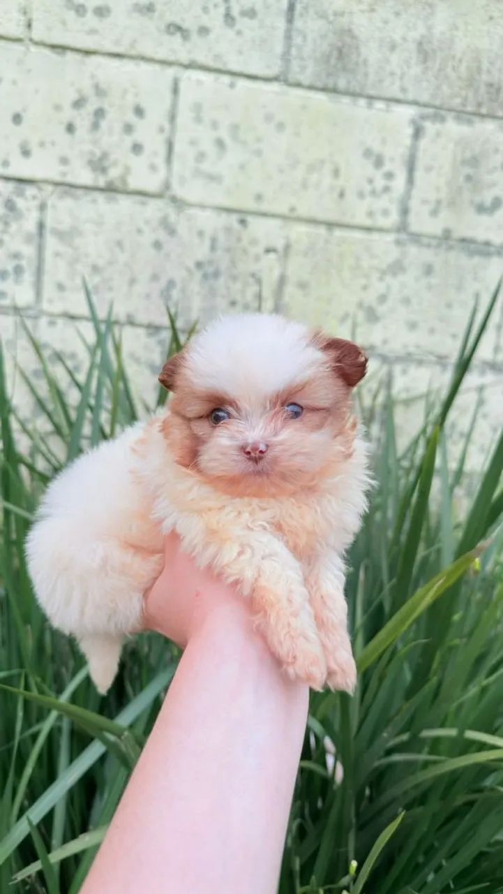 vendo filhotes spitz com shitzu  - Foto 4