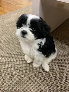 Lhasa apso disponível - Foto 2