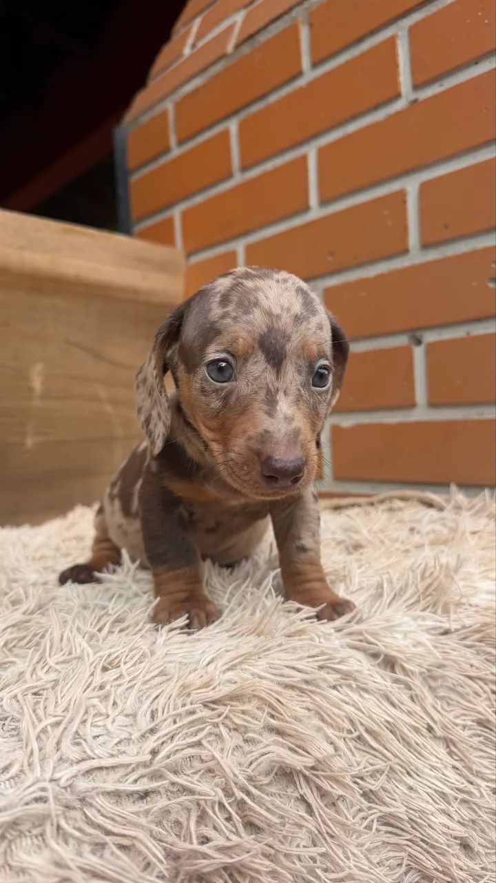 Dachshund macho arlequim 
