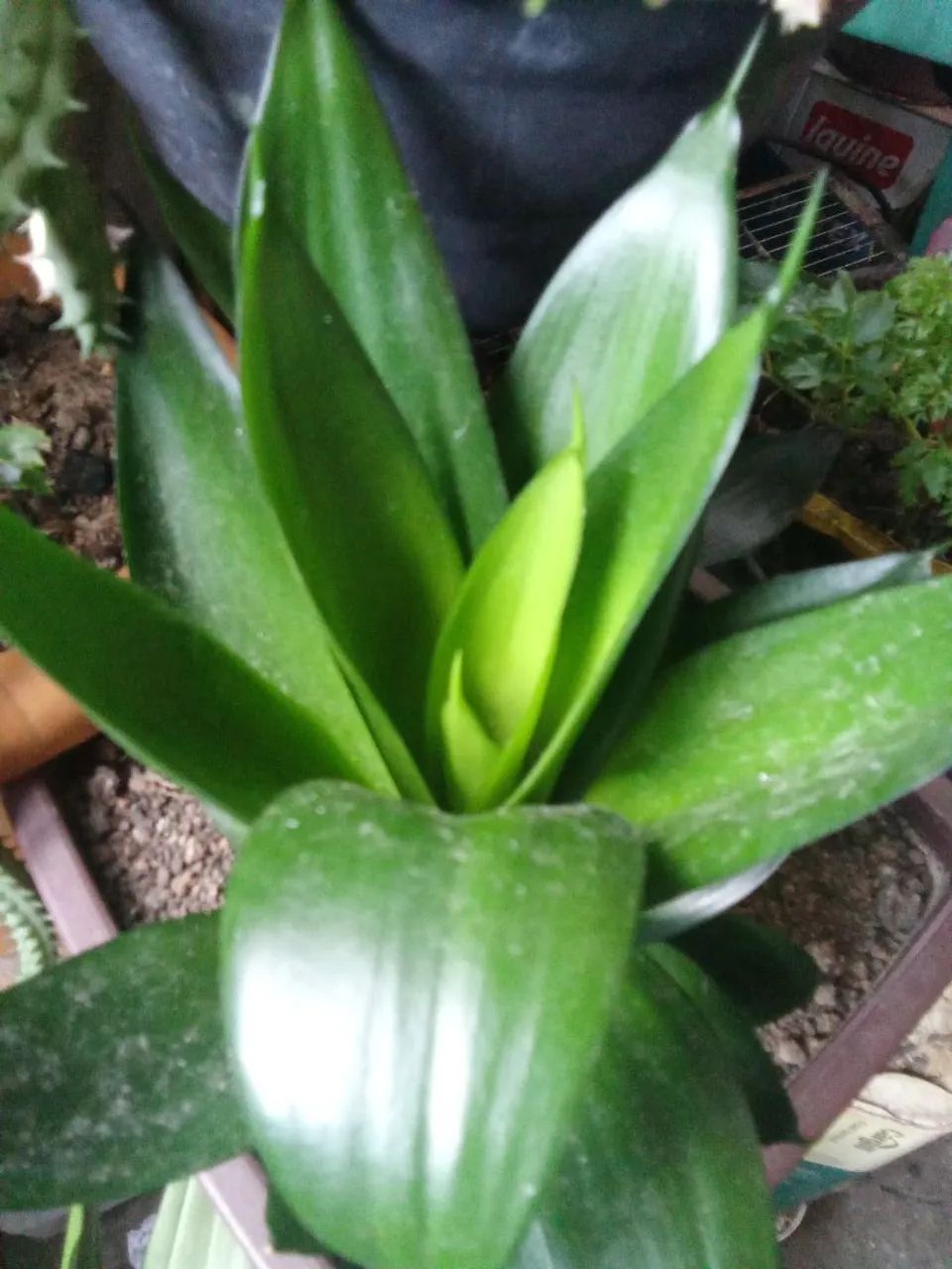 Plantas 