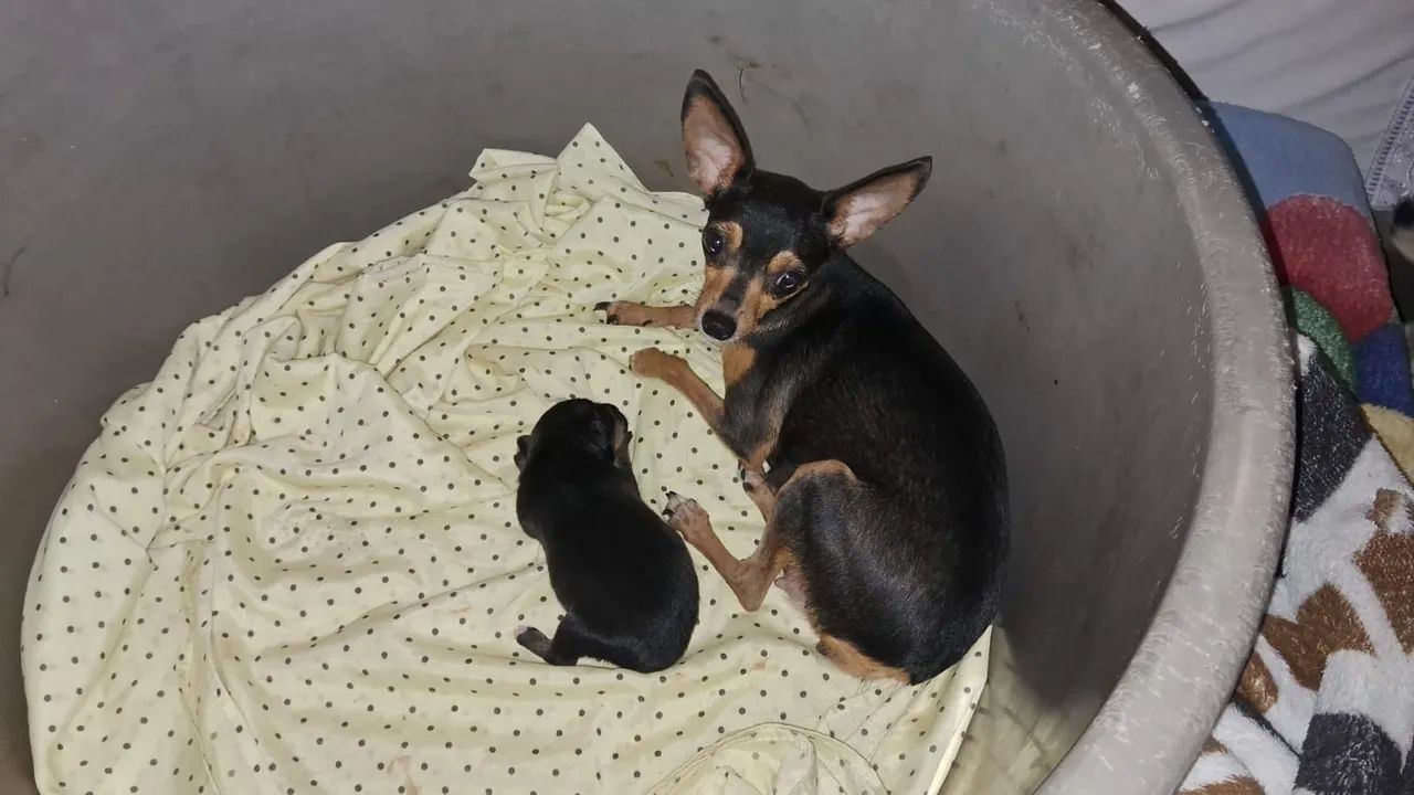 Pinscher miniatura macho para reserva  - Foto 2