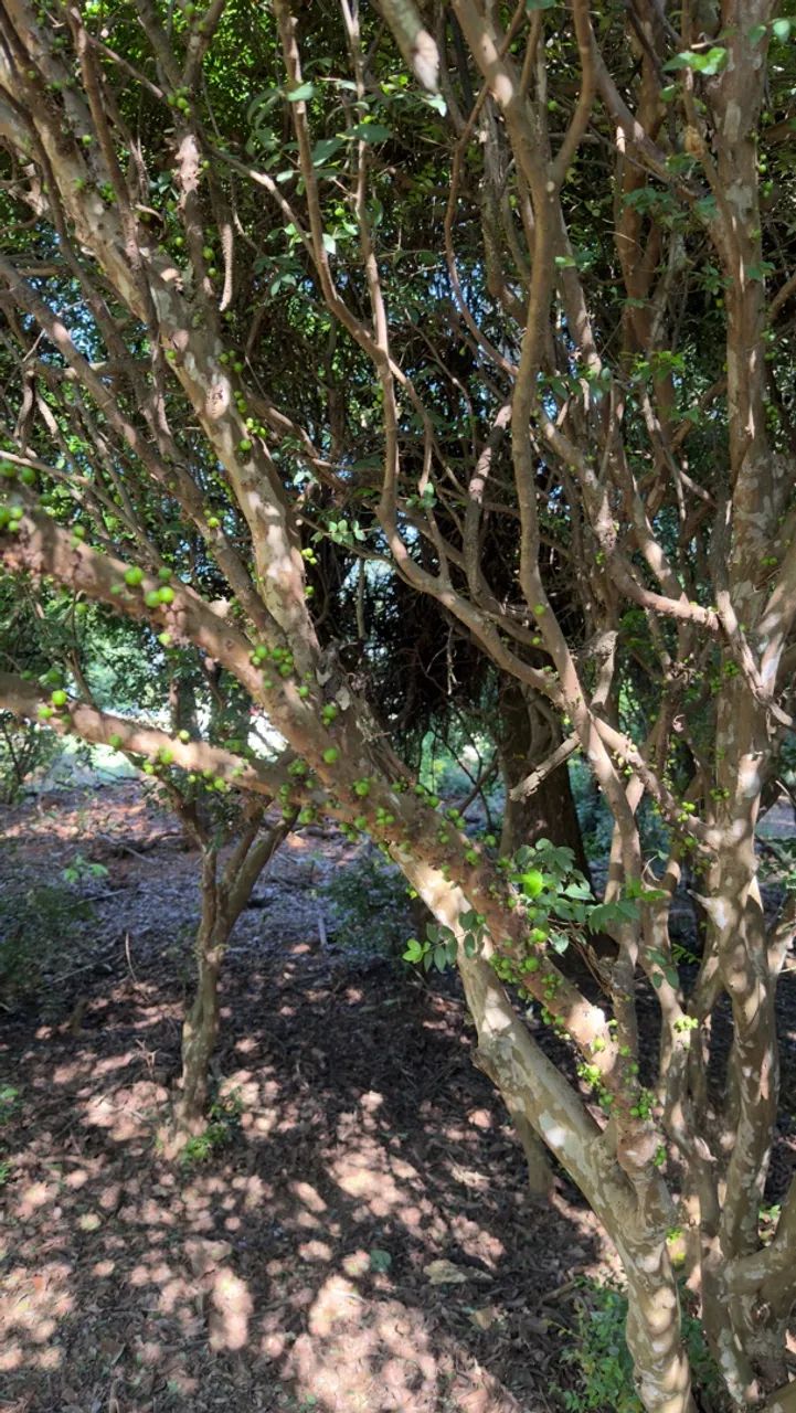 Mudas de jabuticaba  - Foto 3
