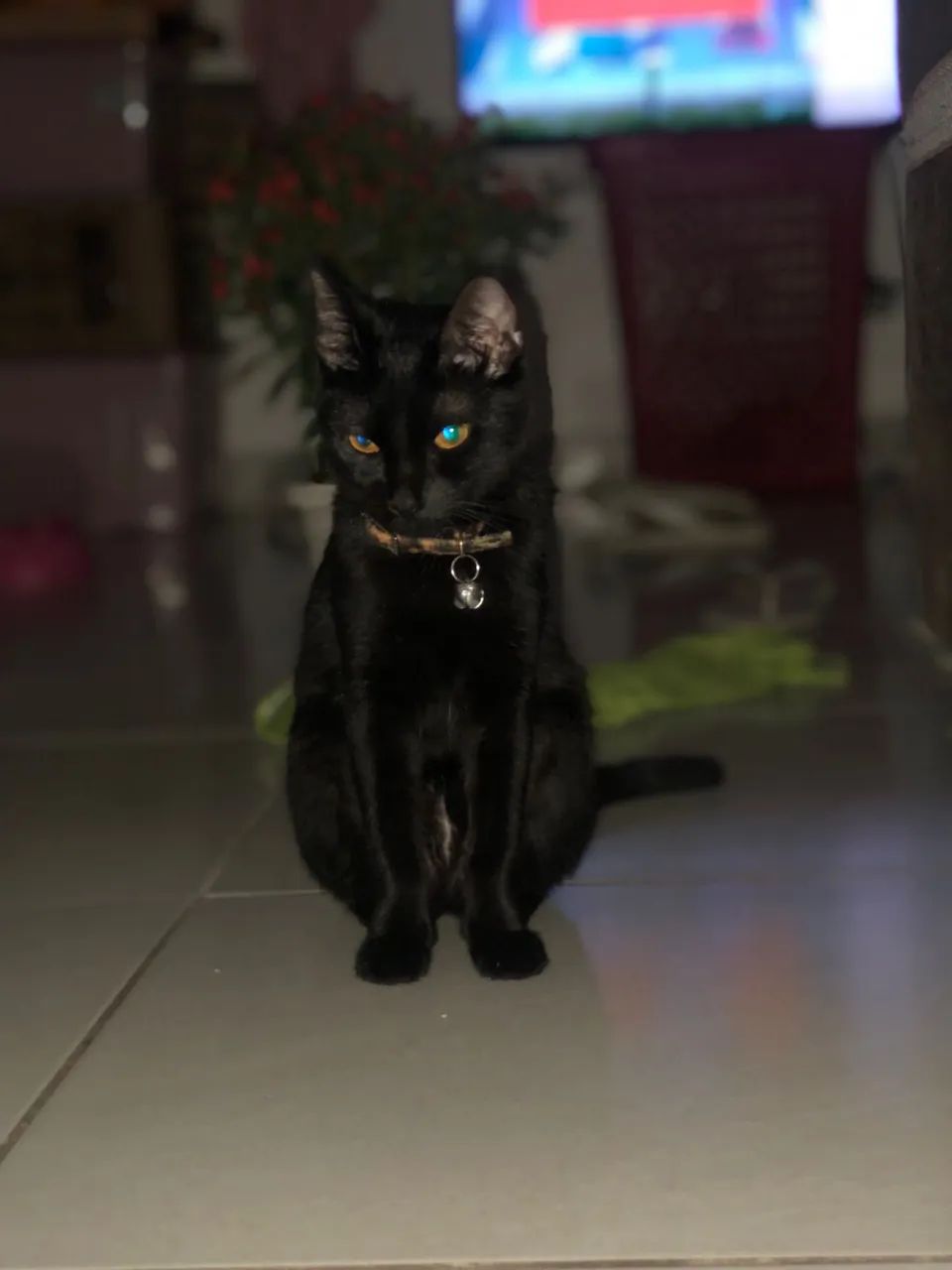 Doa - se gatinha ?