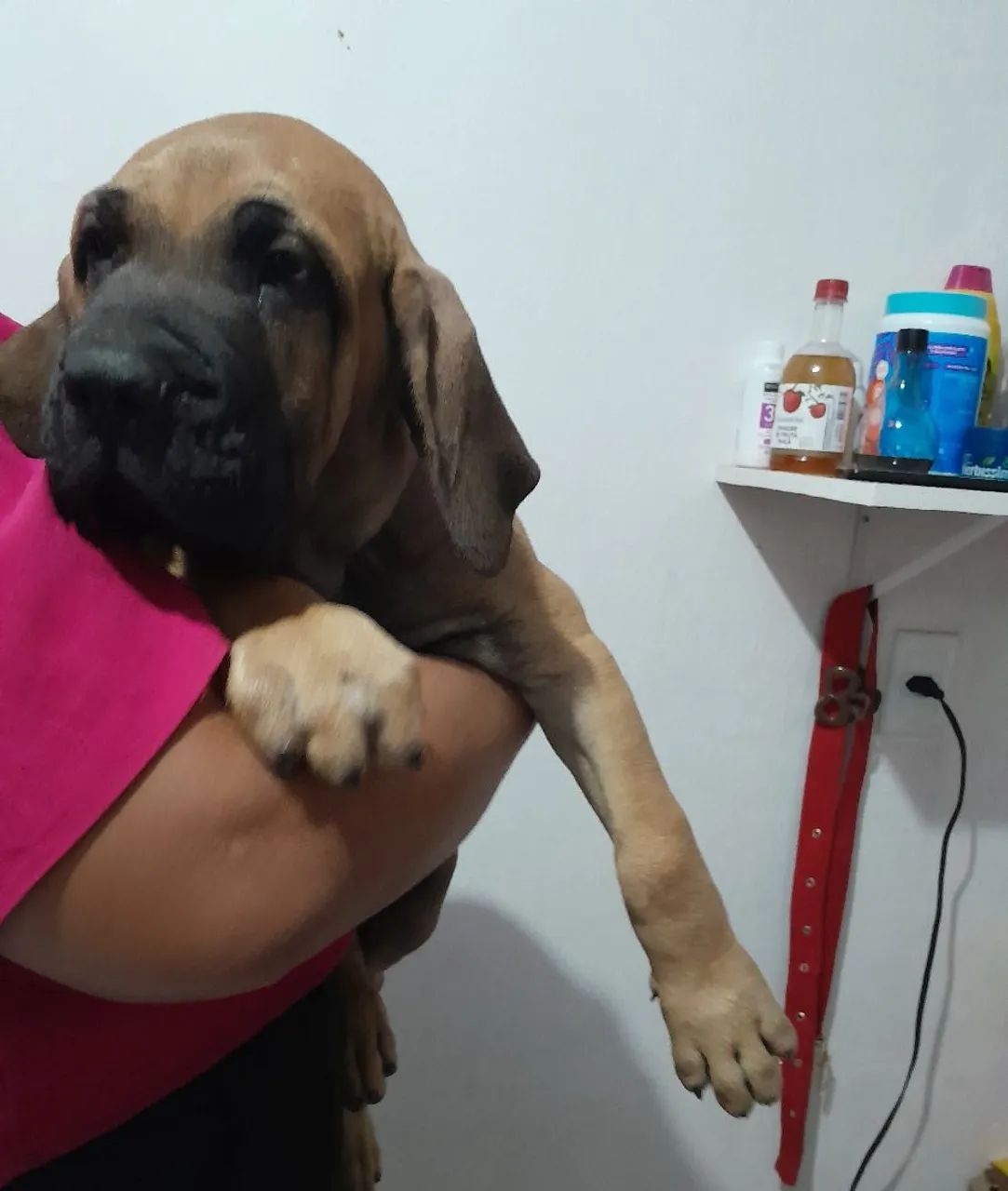 Cães  - Foto 4