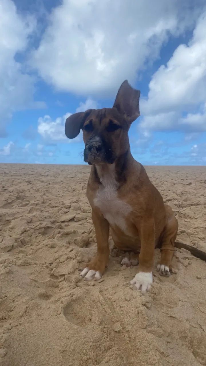 Cachorro  - Foto 2