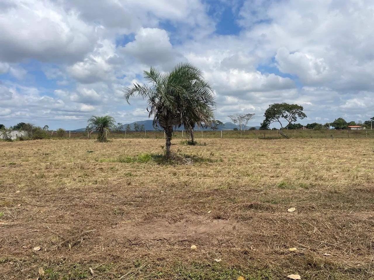 Foto - Feira de Santana - Papagaio