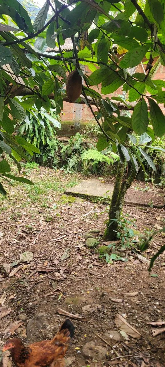 Vendo sítio em cachoeiras de macacu - Foto 5
