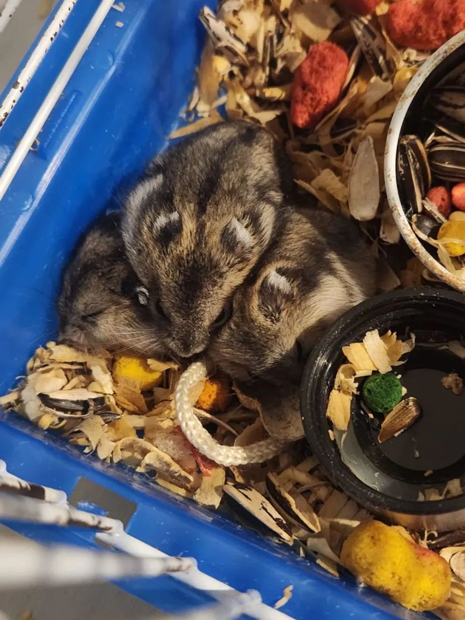 Hamster anão Russo 65580493881346124