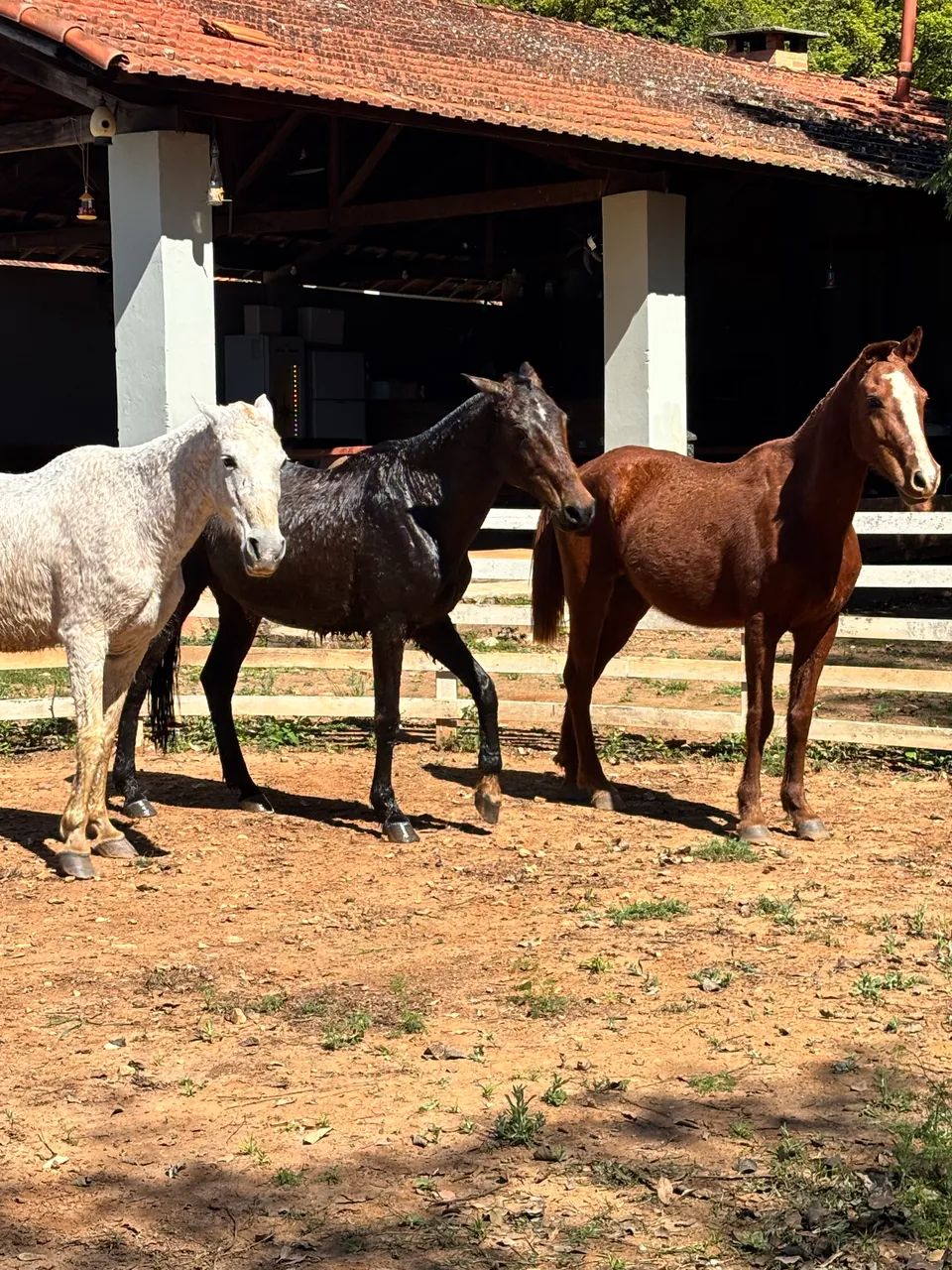 3 éguas e um cavalo  - Foto 5