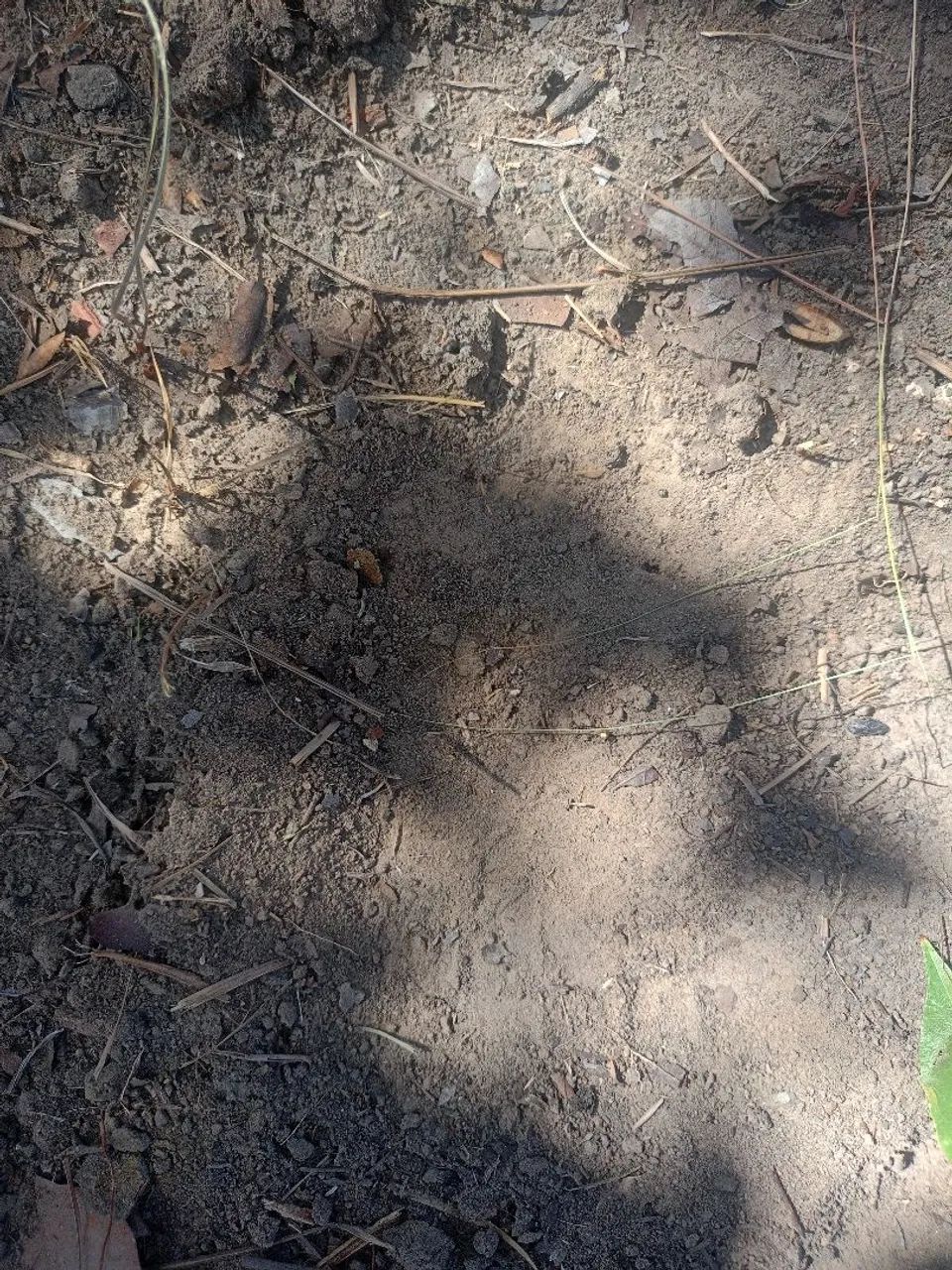  Sítio Oportunidade em Natividade-to - Foto 5