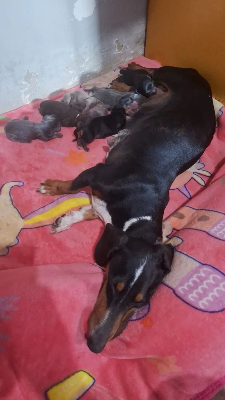 Baset hound com 35 dias - Foto 2
