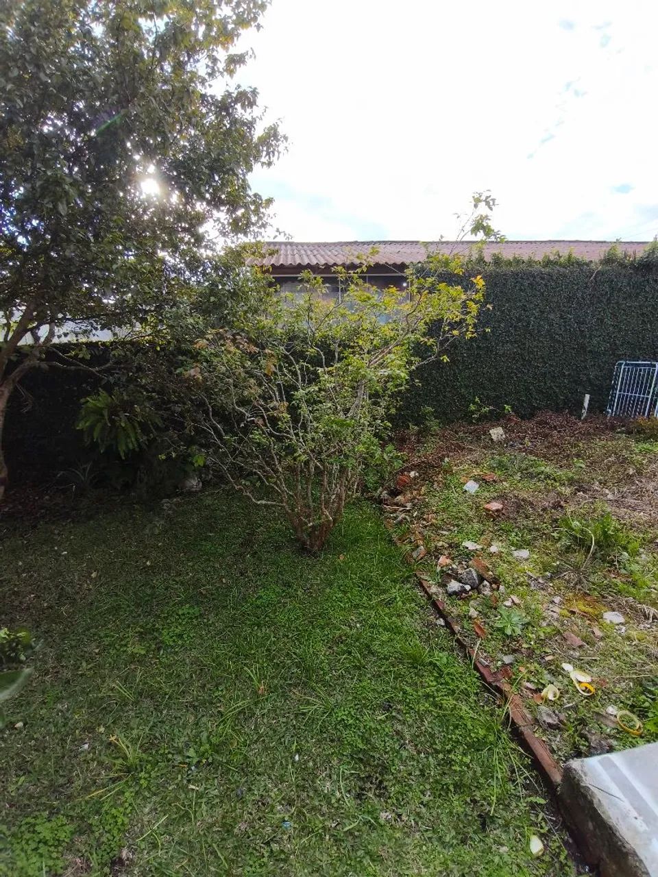 Vende-se jabuticabeira 2m produzindo! (Mas precisa retirar do chão) - Foto 2