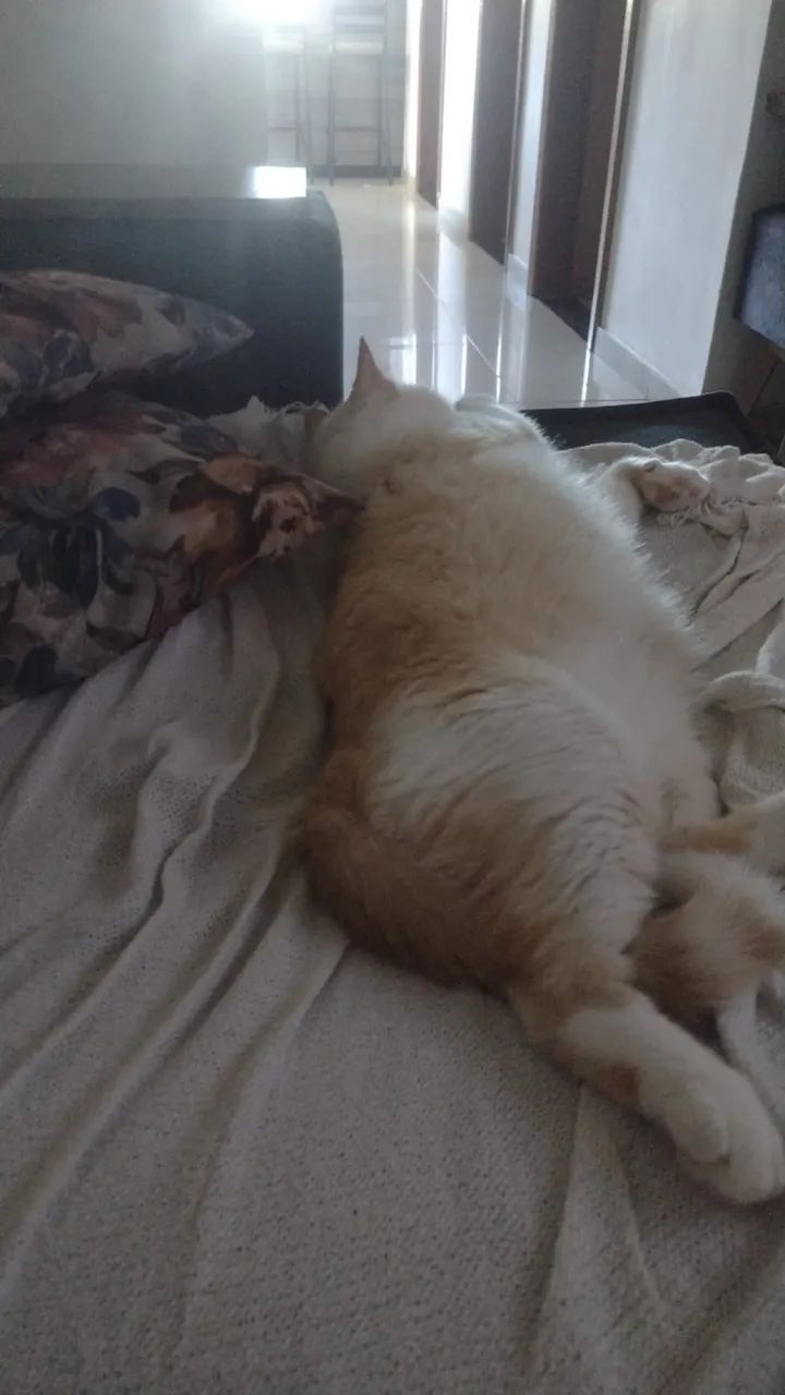 Gatinho castrado  - Foto 4