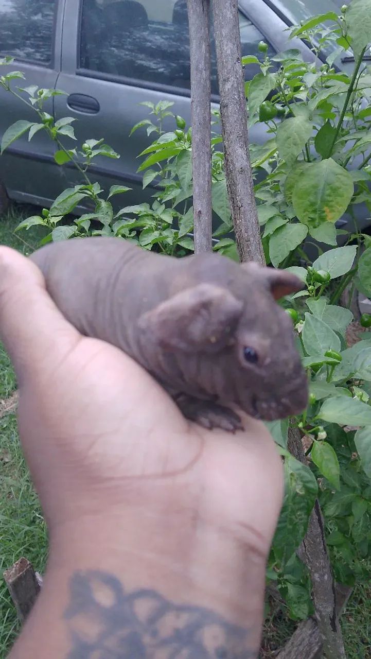 Lindos filhotes de porquinho da índia raça skinny