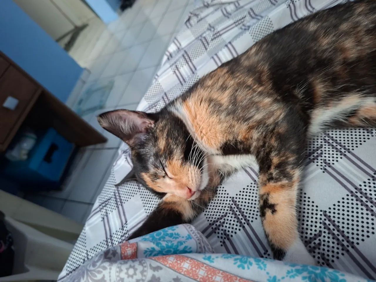 Doação de gatinha - gatinha tricolor - Foto 2