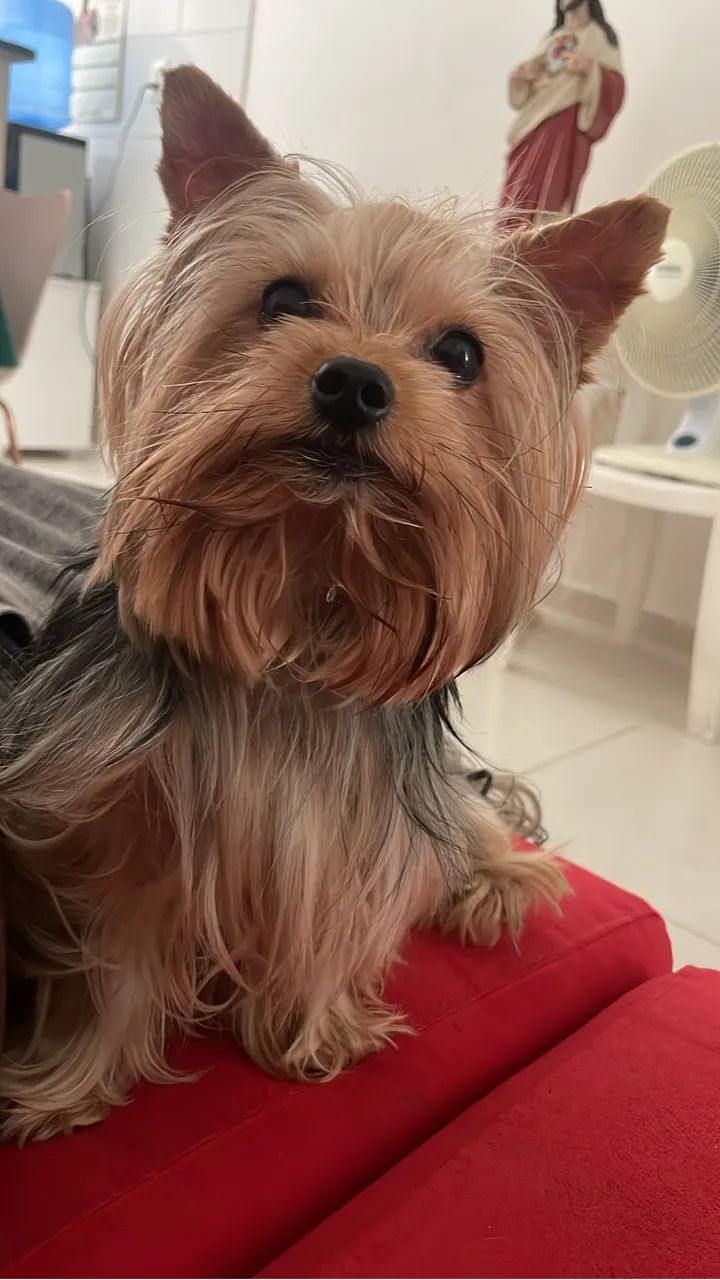 Animais - Foto 2
