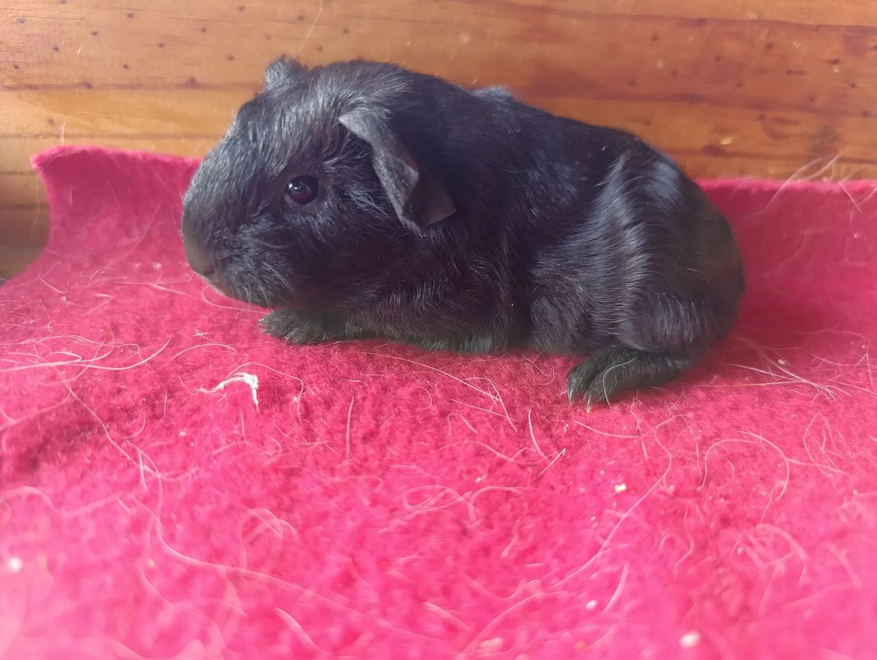 Porquinhos da Índia! - Foto 4