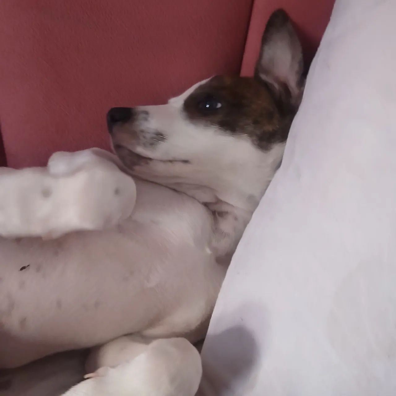 Adoção responsável  - Foto 4