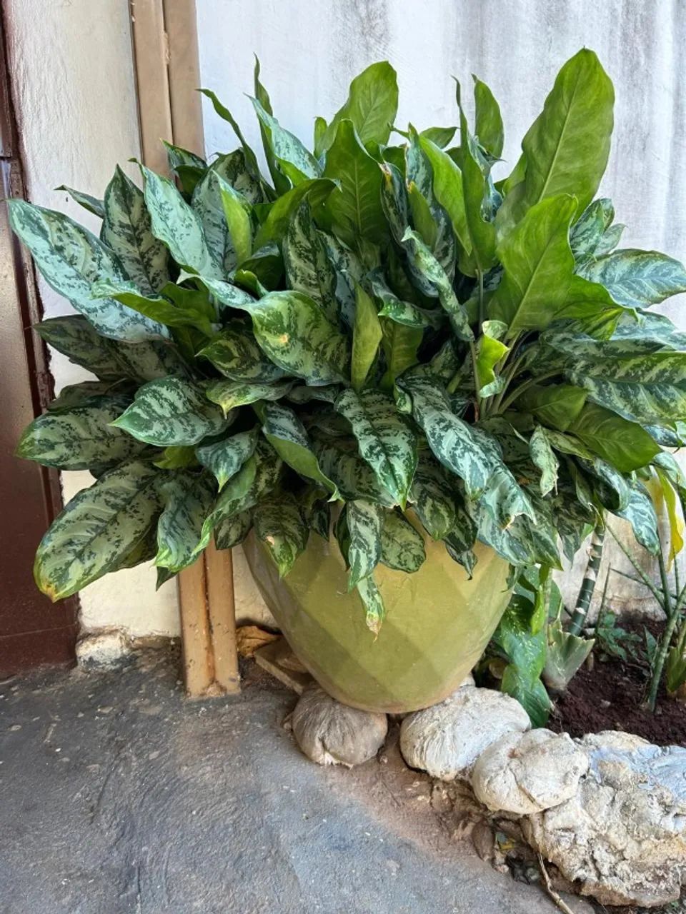 Plantas  - Foto 3