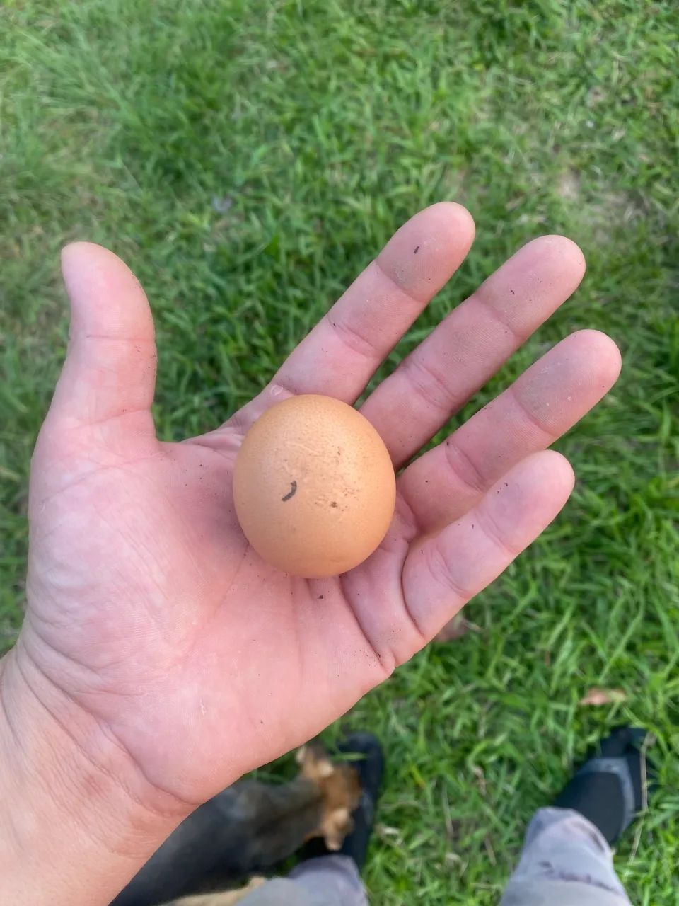 Ovos galados galinha caipira  - Foto 2