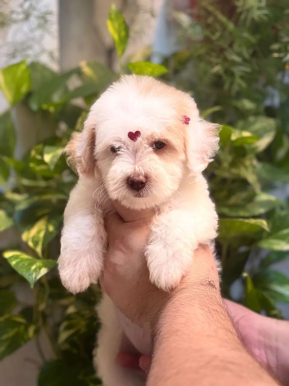 POODLE  - Foto 2