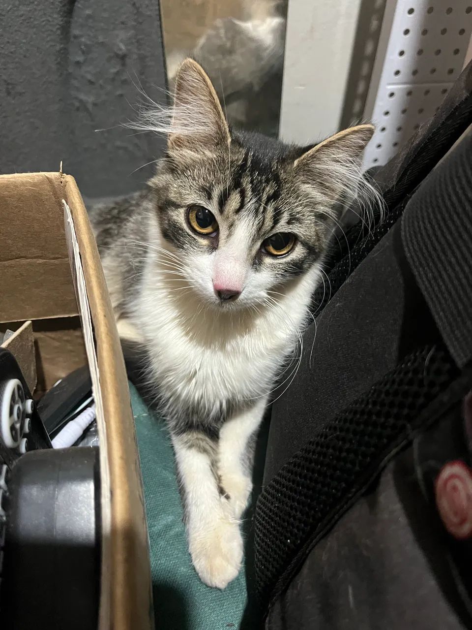 Doa-se gato - Foto 4
