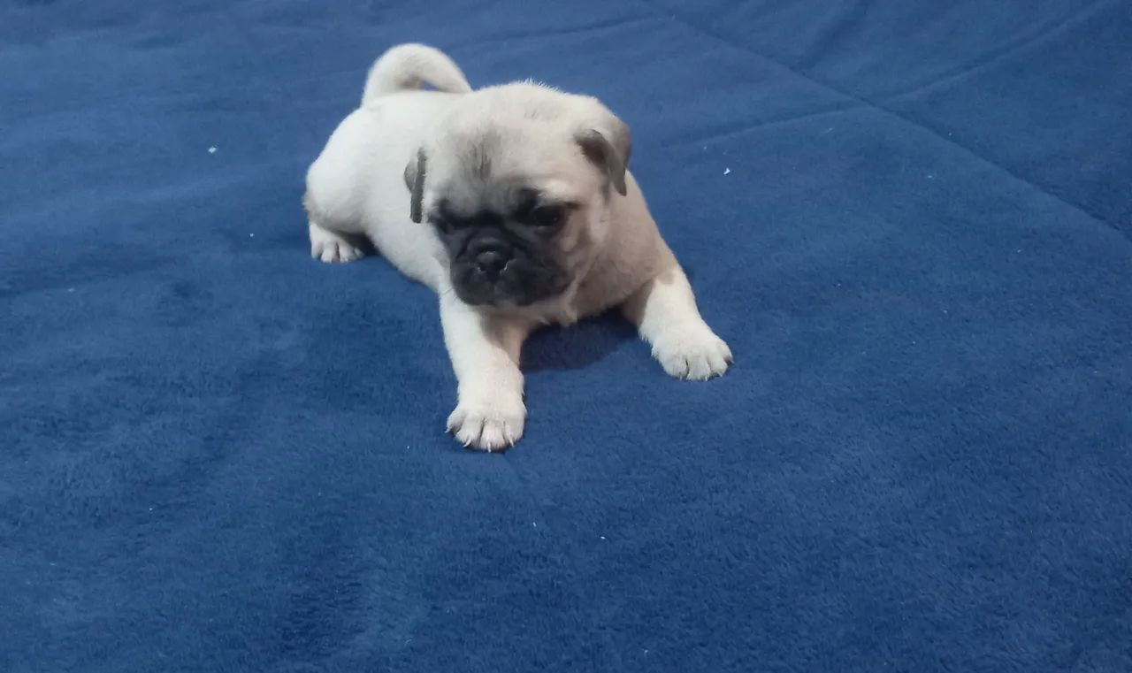 Pug  - Foto 2