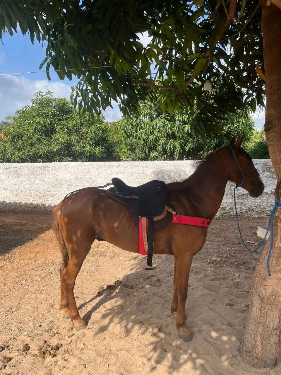 Cavalo de Campo!