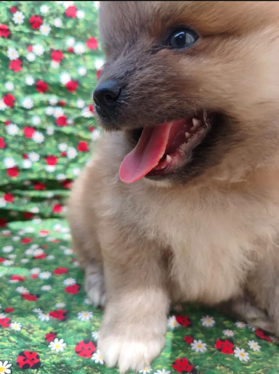 Lulu da Pomerania (Spitz Alemão) Machos - Foto 3