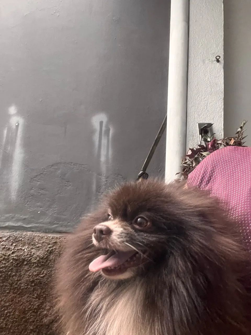 Spitz  - Foto 2